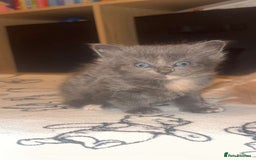 Maine Coon cats for sale: 3 kittens 3/4 maincoone  - Image 2