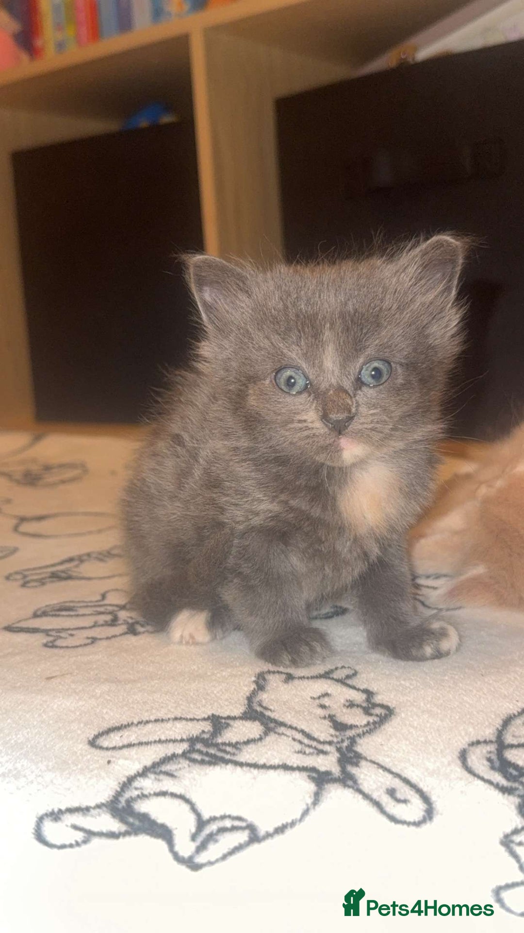 Maine Coon cats for sale: 3 kittens 3/4 maincoone  - Image 2