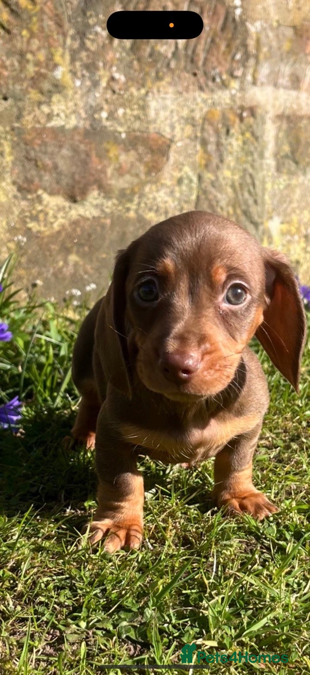 Miniature Dachshund dogs for sale: Miniature Choc tan female  - Advert 1