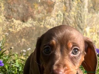 Miniature Dachshund dogs Miniature Choc tan female - Advert 4