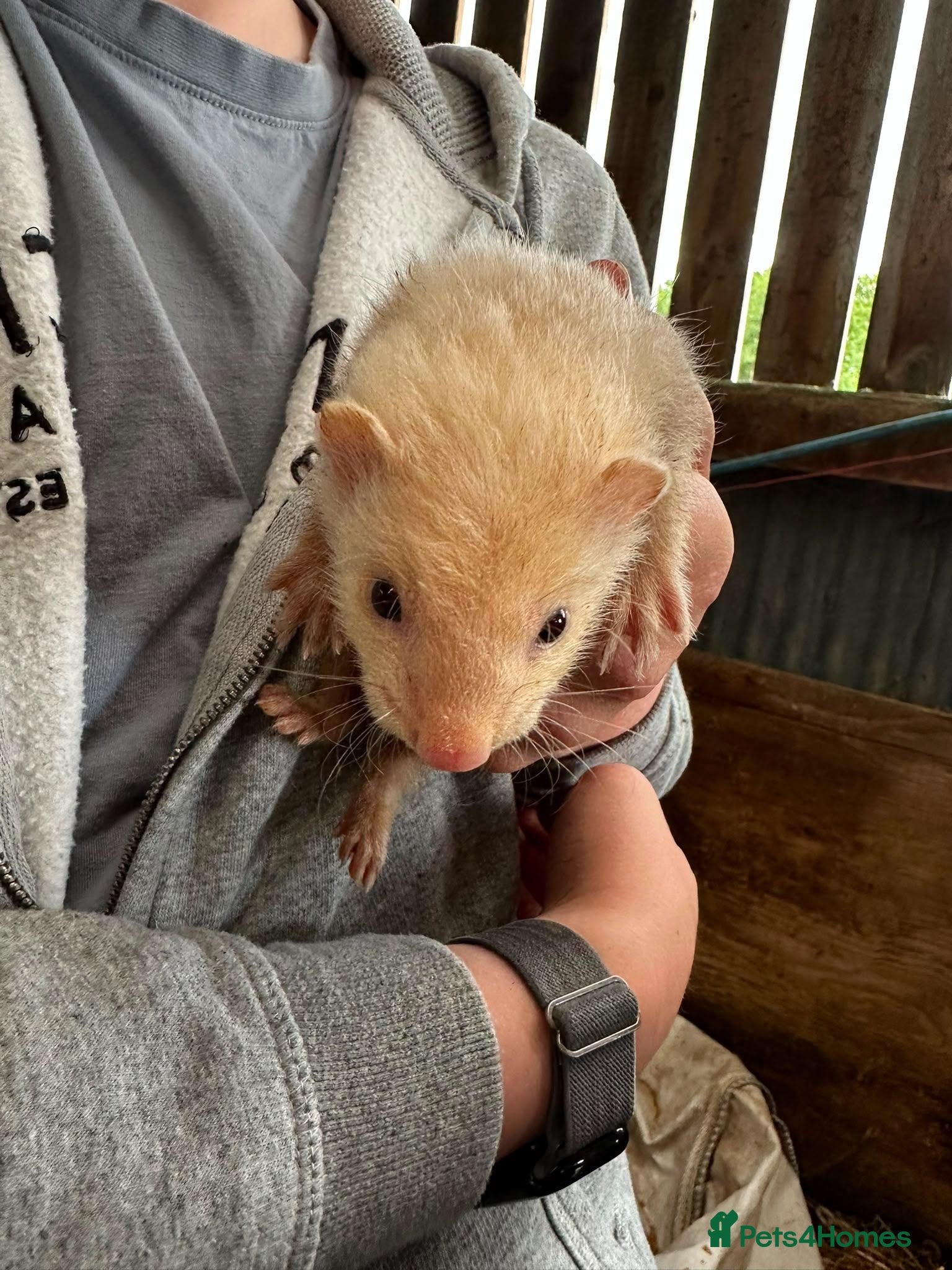 Ferret rodents Ferret kits - Advert 1