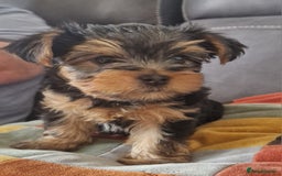 Yorkshire Terrier dogs for sale: Beautiful Yorkshire Terrier puppies - Image 2