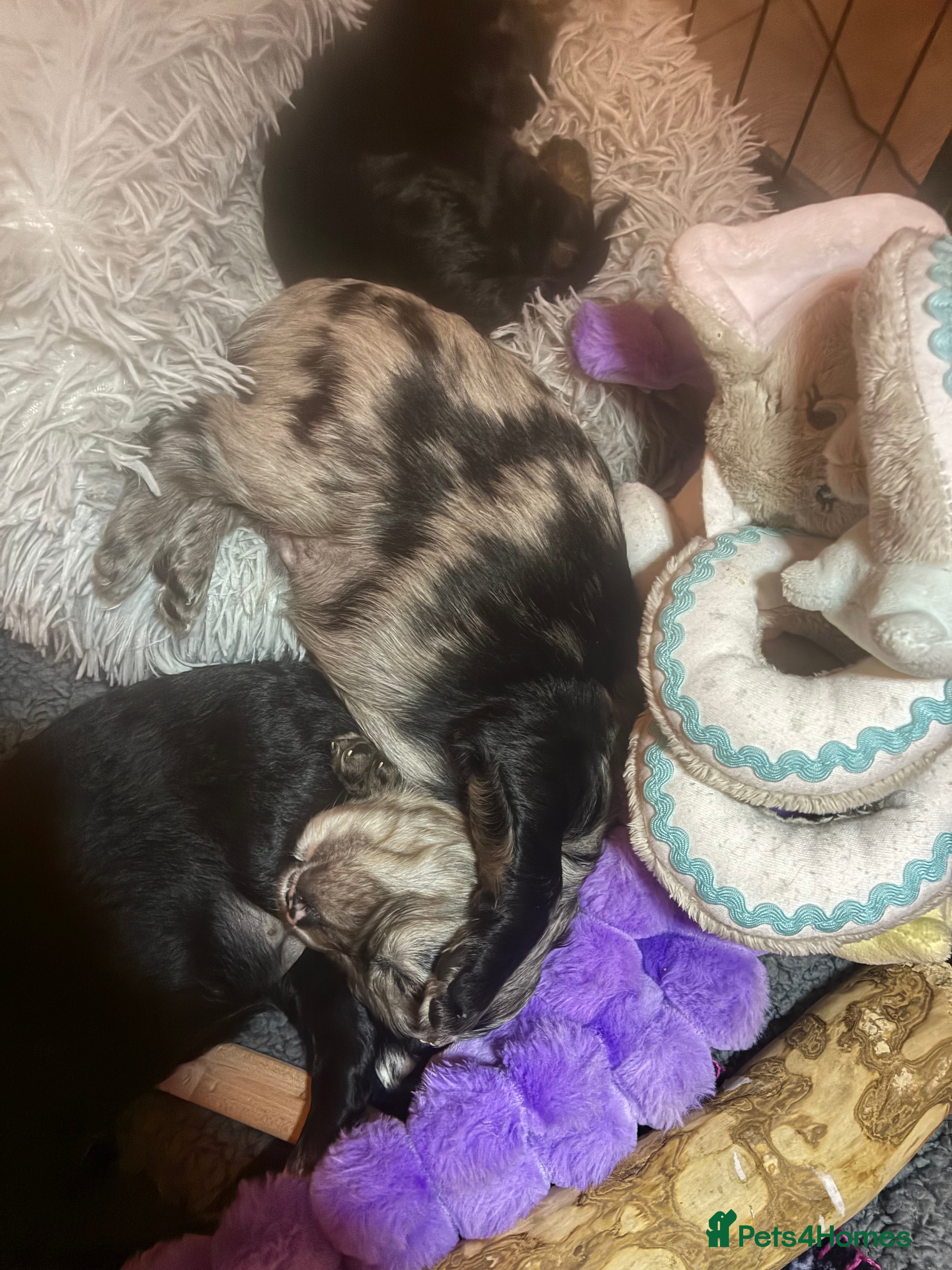 Cavapoo dogs for sale: Beautiful 🧬 health tested Cavapoos  - Advert 2