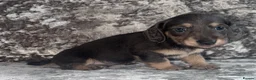 Miniature Dachshund dogs for sale: Miniature Dachshunds - Advert 6
