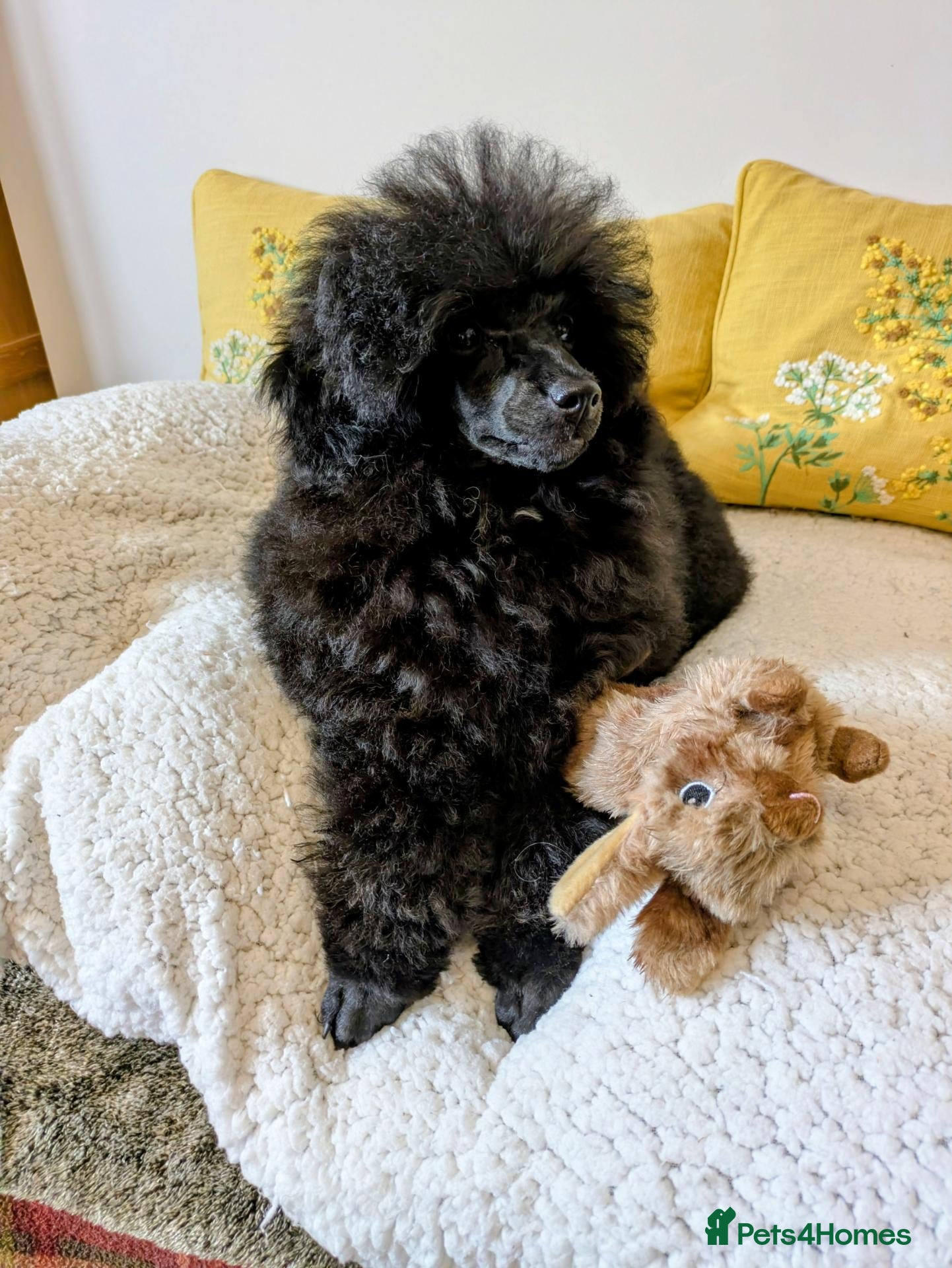 Toy Poodle dogs Toy poodle girl black 18 weeks old  - Advert 2