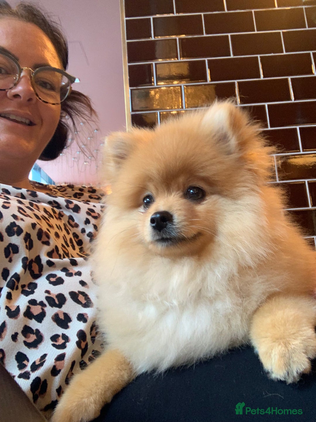 Pomeranian dogs for stud: Stunning proven pedigree Pomeranian for stud. - Advert 3