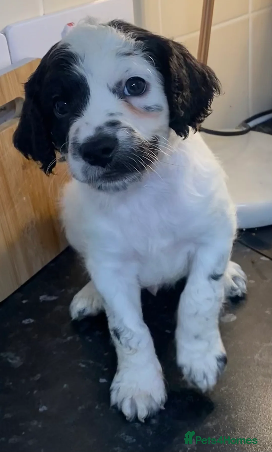 Cockapoo dogs for sale: Beautiful F2 Cockapoo puppies 🏡🐶  - Advert 14