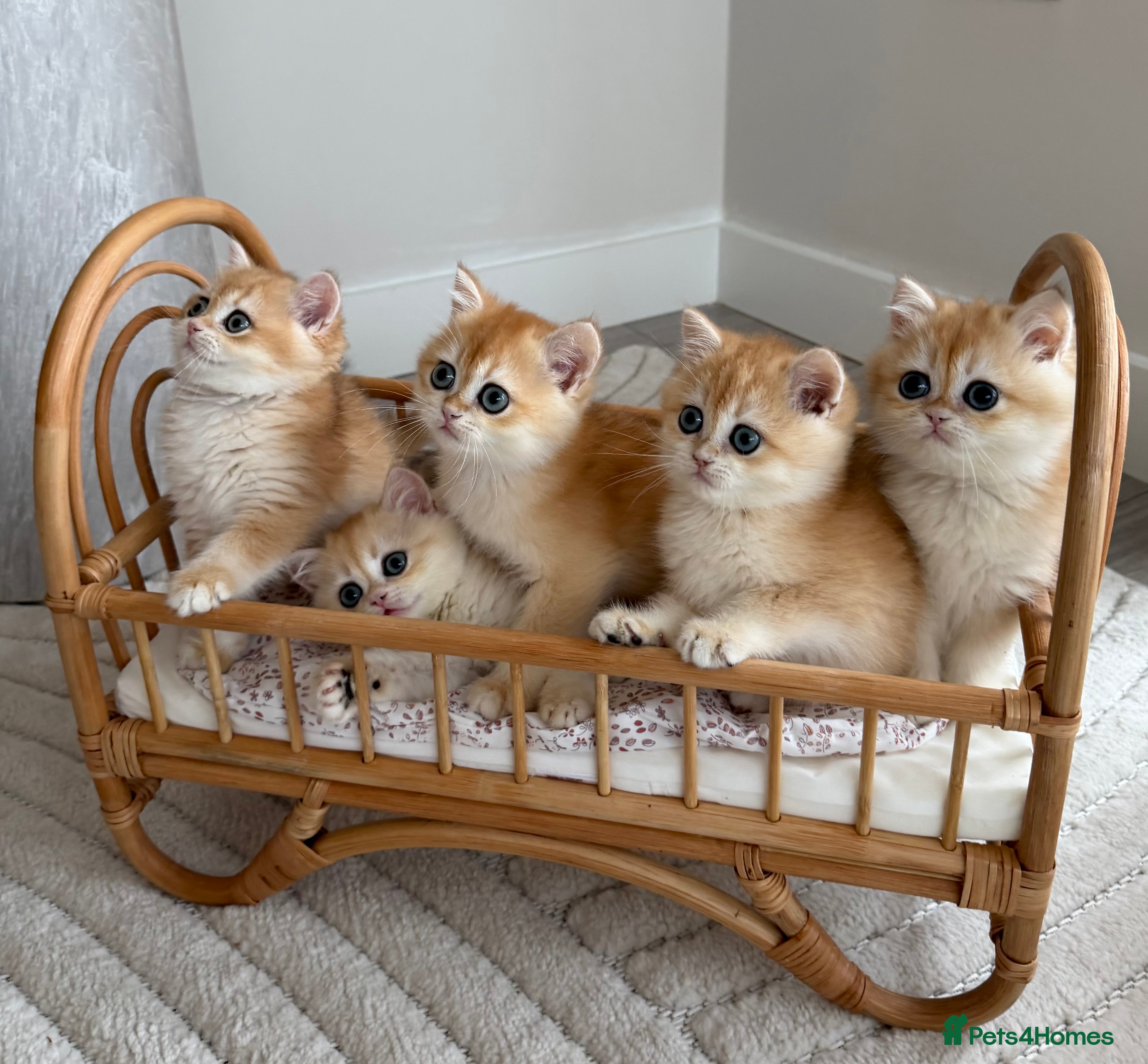 British Shorthair cats Golden British shorthair kittens Ready Now❗️ - Advert 10