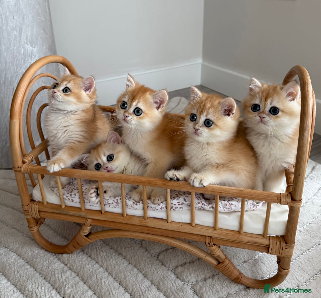 British Shorthair cats for sale: Golden British shorthair kittens  - Advert 1