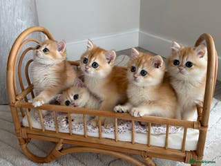 British Shorthair cats Golden British shorthair kittens - Advert 15