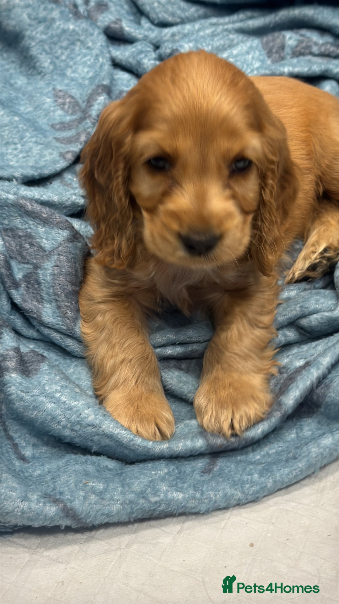 Cocker Spaniel dogs for sale: Gorgeous KC Show Cocker Spaniel Puppies - Advert 14