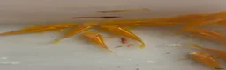 Corys fish for sale: Albino gold lazer corys.  - Advert 3
