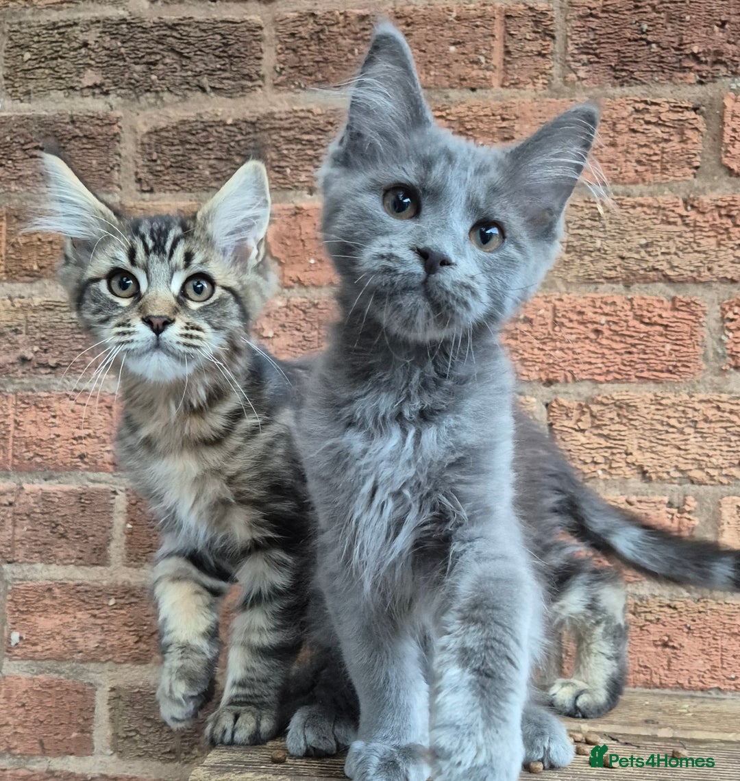Maine Coon cats for sale: 2 Boys 3 girls Maine Coones kittens - Advert 29