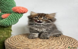Persian cats for sale: Persian kittens for sale  - Image 17