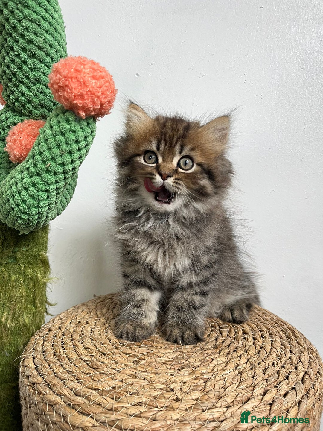 Persian cats for sale: Persian kittens for sale  - Image 17