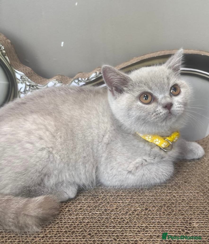 British Shorthair cats Beautiful chunky British shorthair kittens - Advert 11
