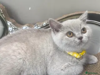 British Shorthair cats Beautiful chunky British shorthair kittens - Advert 11