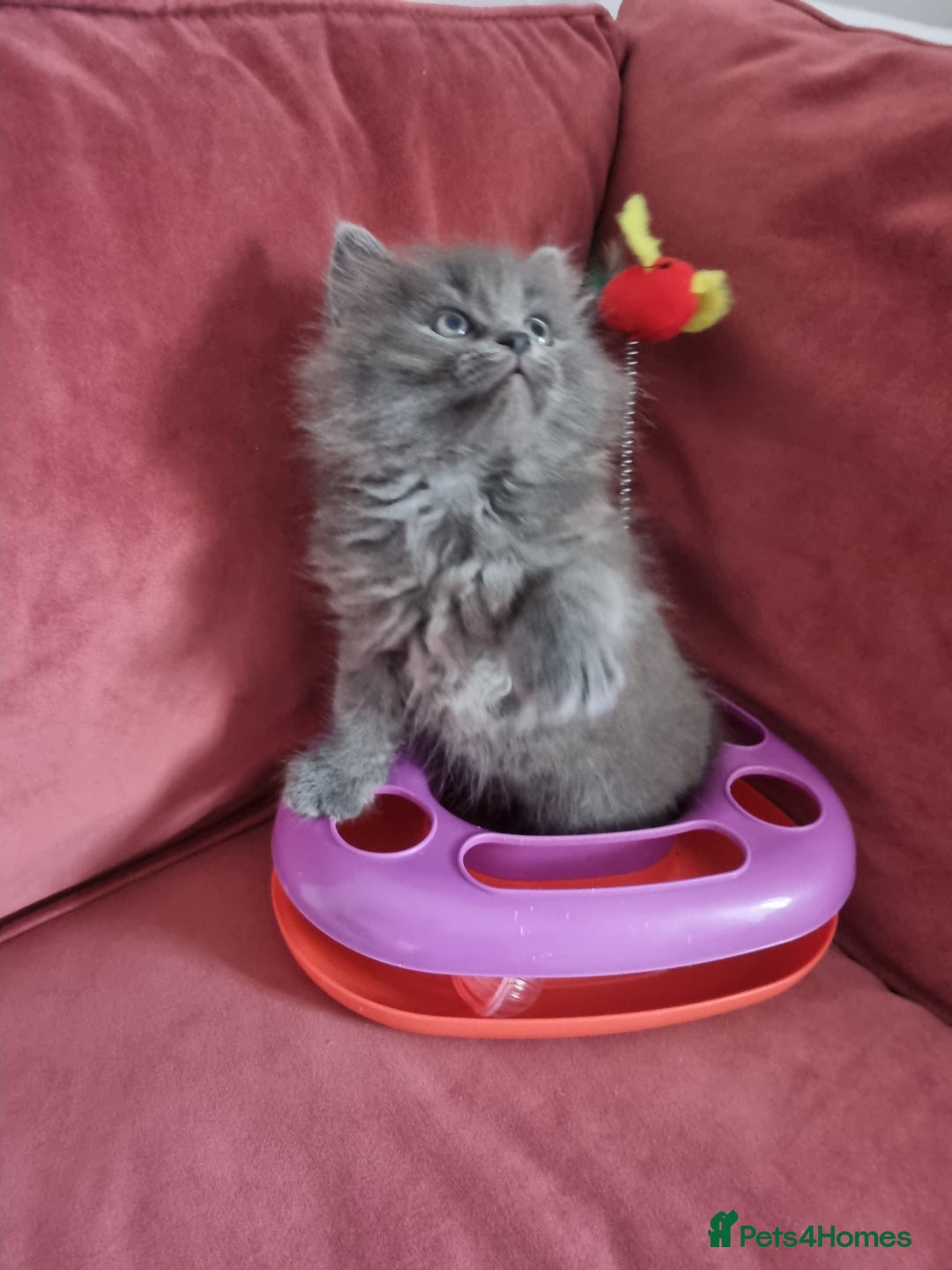 Scottish Fold cats for sale: Beautiful Scottishsh fold kittens  - Image 2