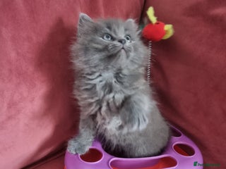 Scottish Fold cats - Advert 12