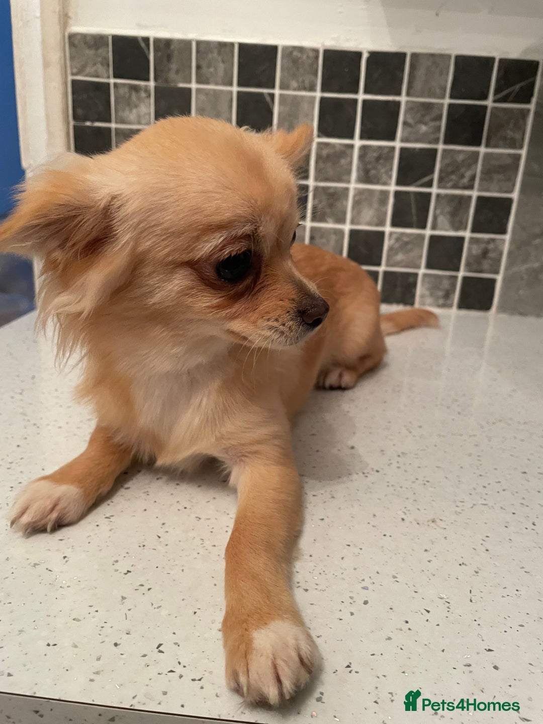 Chihuahua dogs for sale: Mini  **  chihuahua puppies  - Advert 6