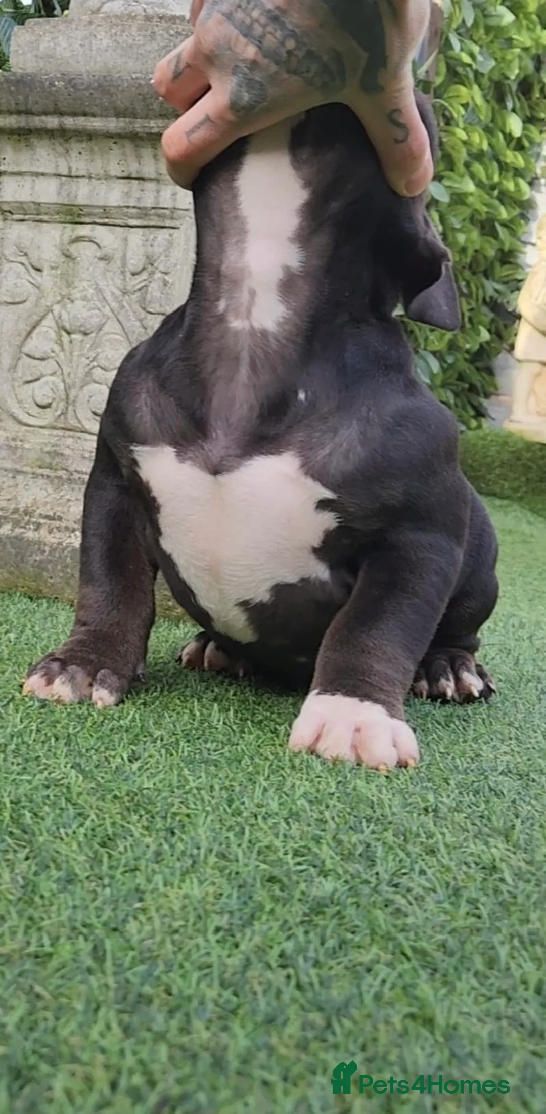 American Bully dogs for sale: American bully pocket female  - Advert 1