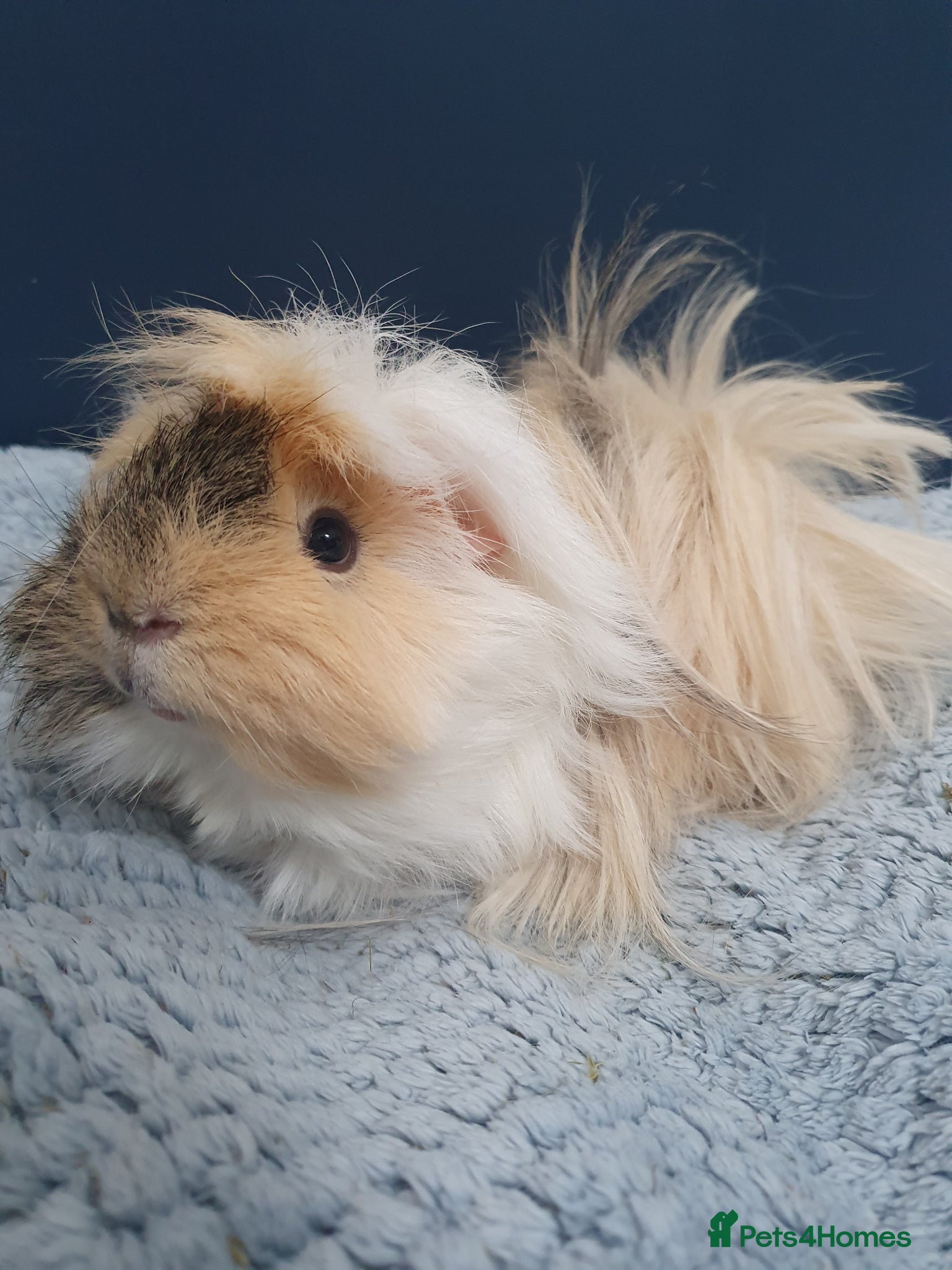 Guinea Pig rodents Stunning long haired boar - Advert 1