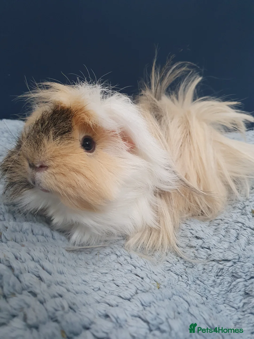 Guinea Pig rodents for sale: Stunning long haired boar - Advert 1