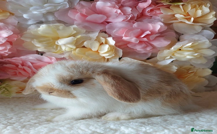 Mini Lop rabbits - Advert 1