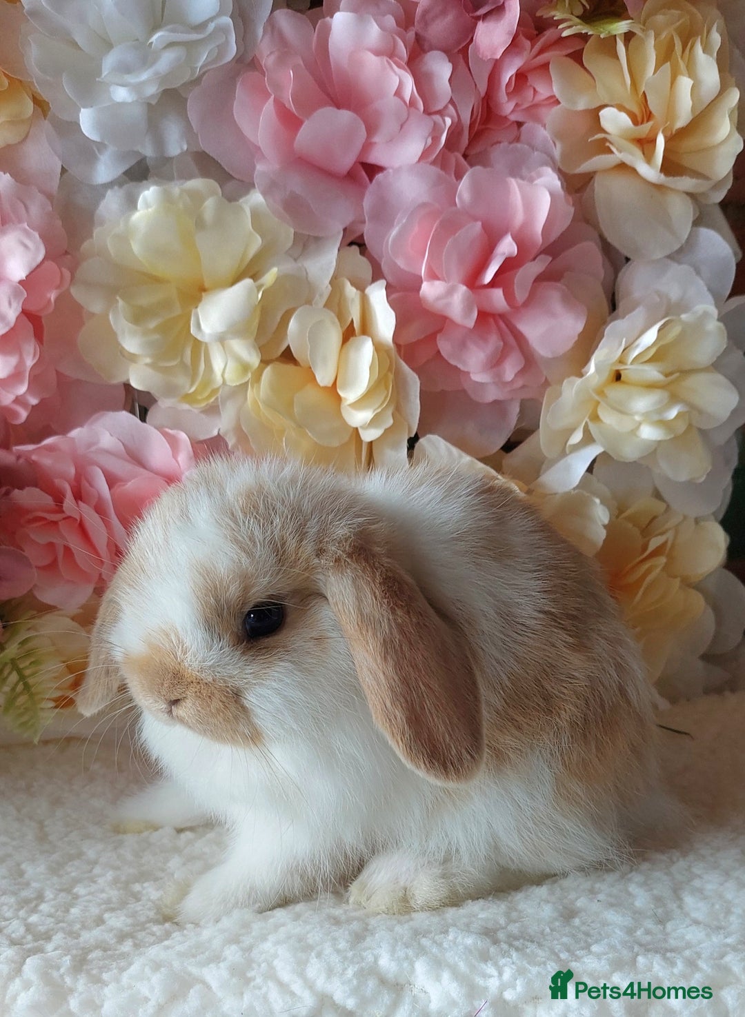 Mini Lop rabbits for sale: mini lops - Image 1