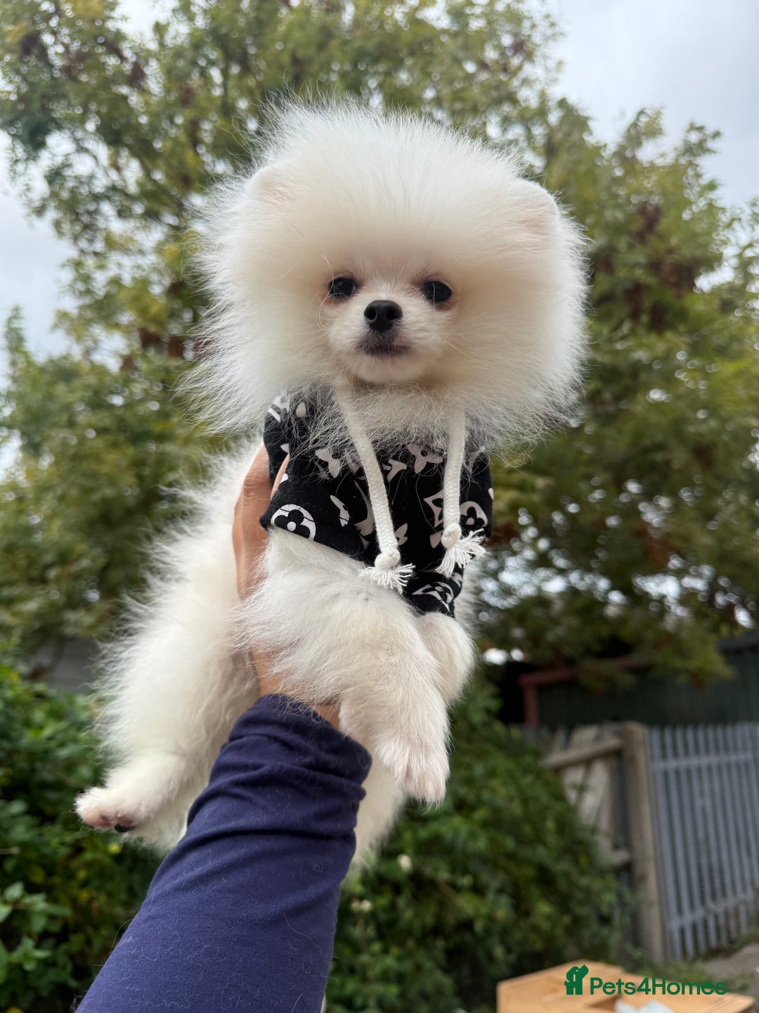 Pomeranian dogs for sale: Pomeranian  - Image 7