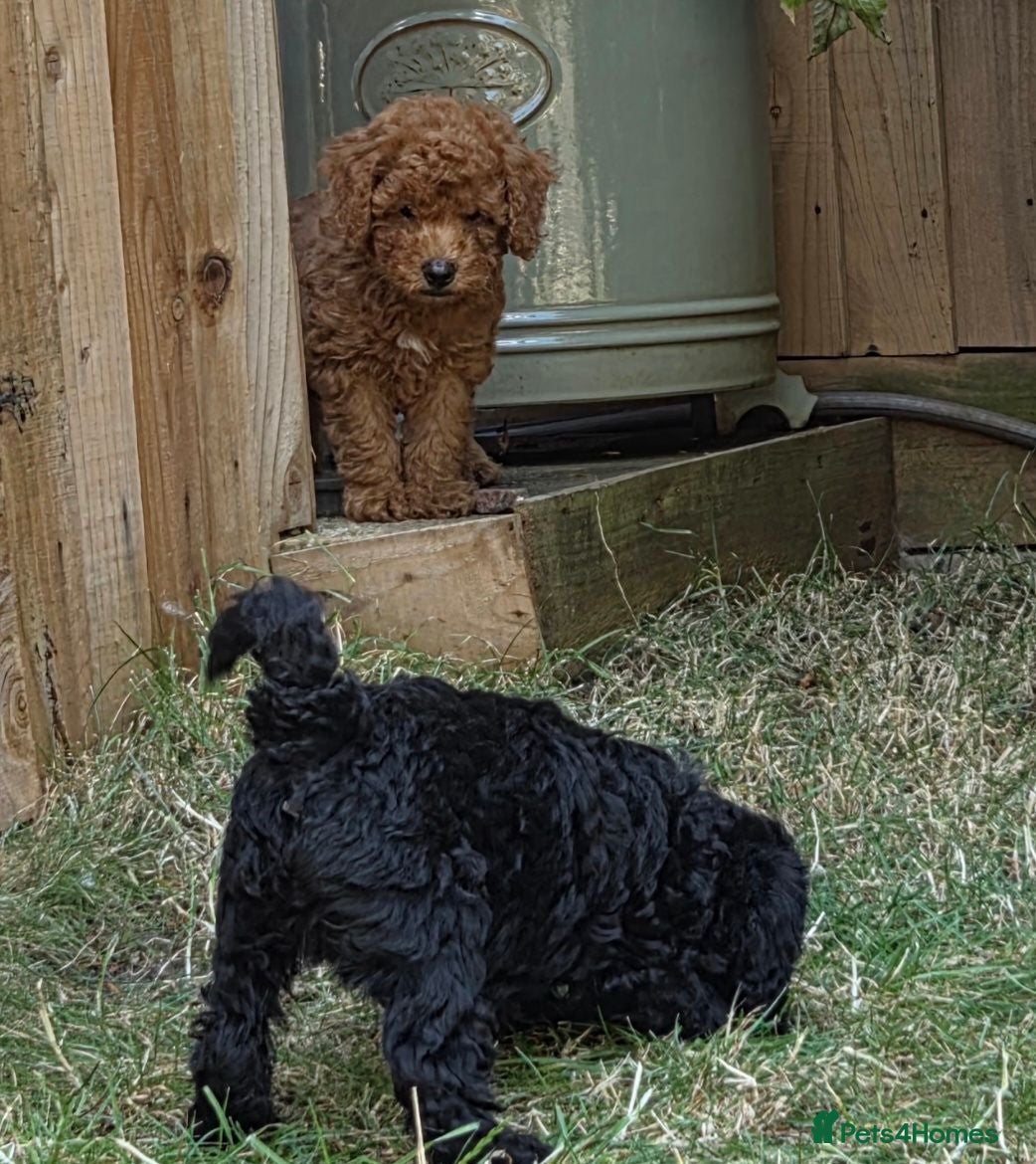 Cockapoo dogs Stunning Cockapoo Puppies - Advert 1