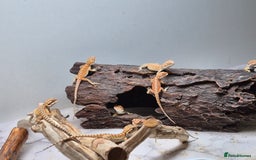 Bearded Dragon reptiles for sale: Bearded dragons  - Image 1