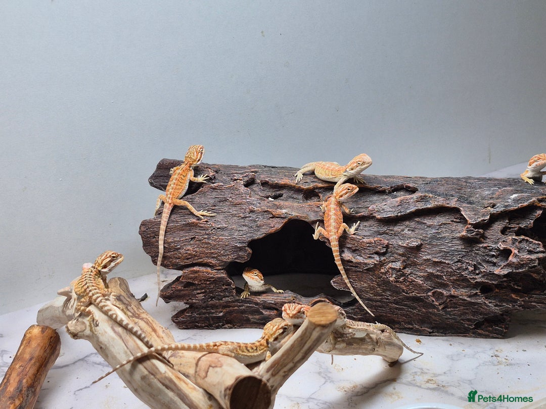 Bearded Dragon reptiles for sale: Bearded dragons  - Image 1