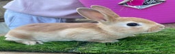 Rex rabbits for sale: 💖 9 week old mini Rex ready to leave 💙 - Advert 7