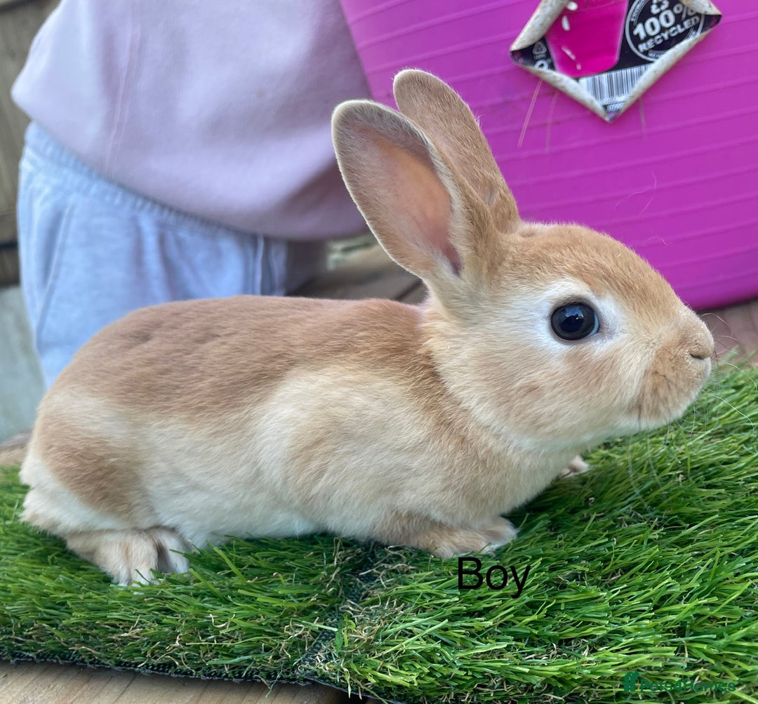 Rex rabbits for sale: 💖 9 week old mini Rex ready to leave 💙 - Advert 7