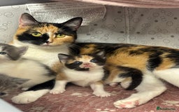Mixed Breed cats for sale: 5 mixed kittens for sale! - Image 7
