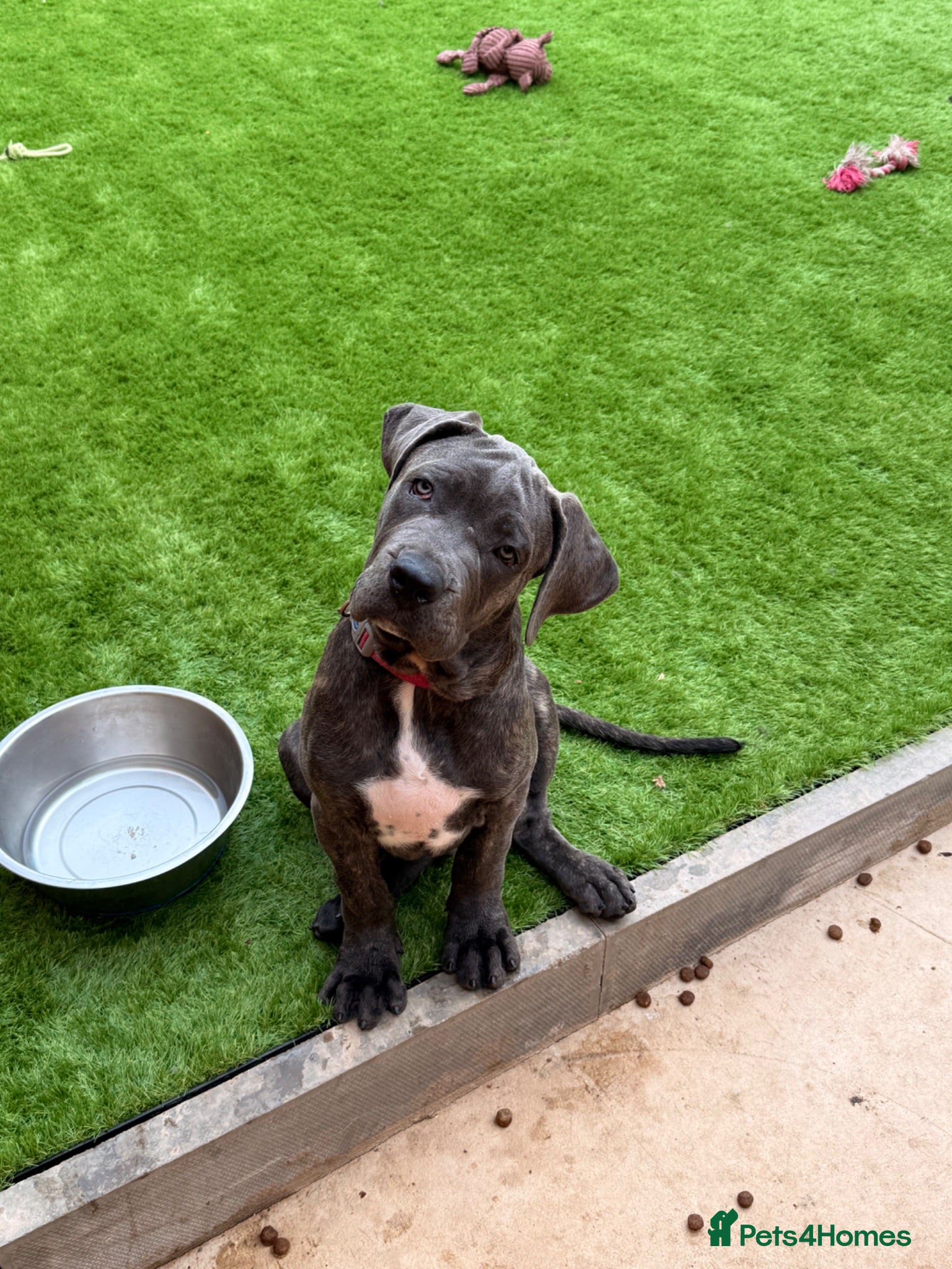Cane Corso dogs Brutus(X-Man) World Winner line Cane Corso Puppies - Advert 2