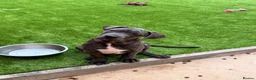 Cane Corso dogs for sale: Brutus(X-Man) World Winner line Cane Corso Puppies - Advert 2