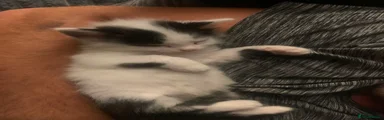Mixed Breed 2