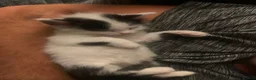 Mixed Breed cats for sale: Male Kittens  - Advert 5