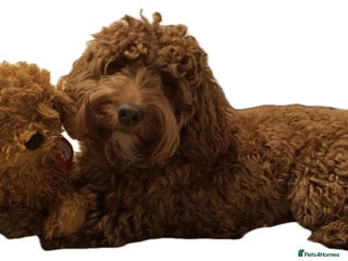 Cockapoo dogs Beautiful Cockapoo puppies - Advert 2