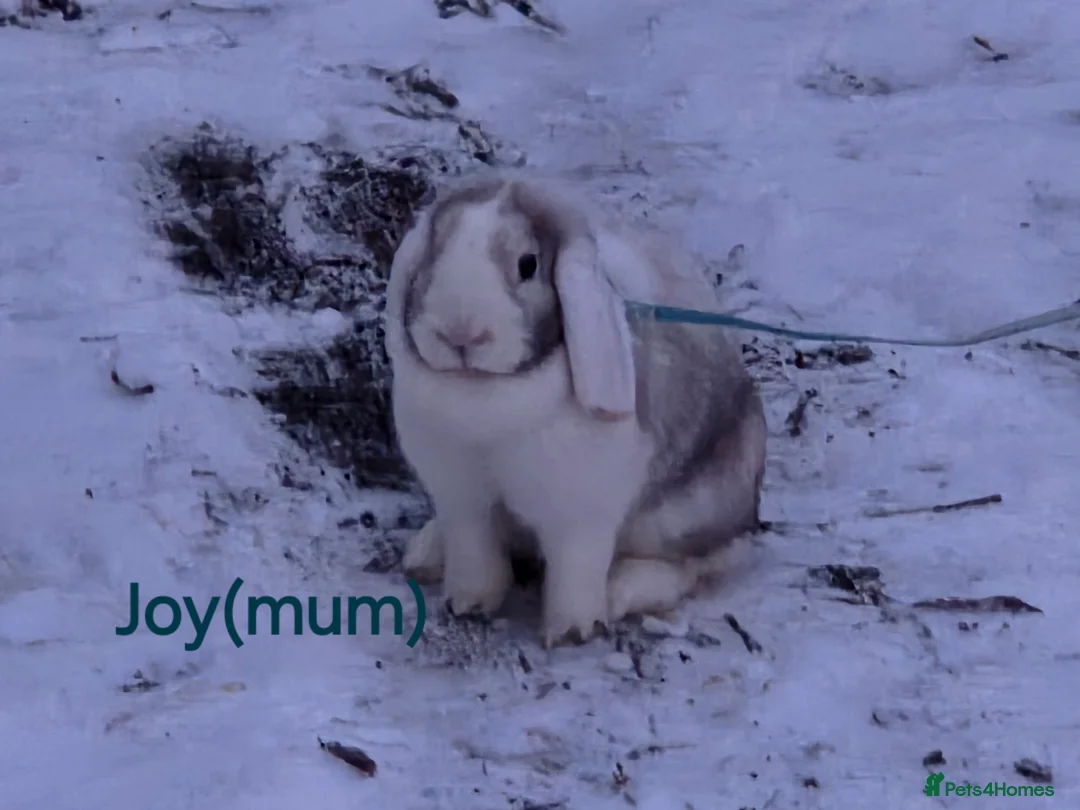 Mini Lop rabbits for sale: Adorable mini lops  - Advert 15