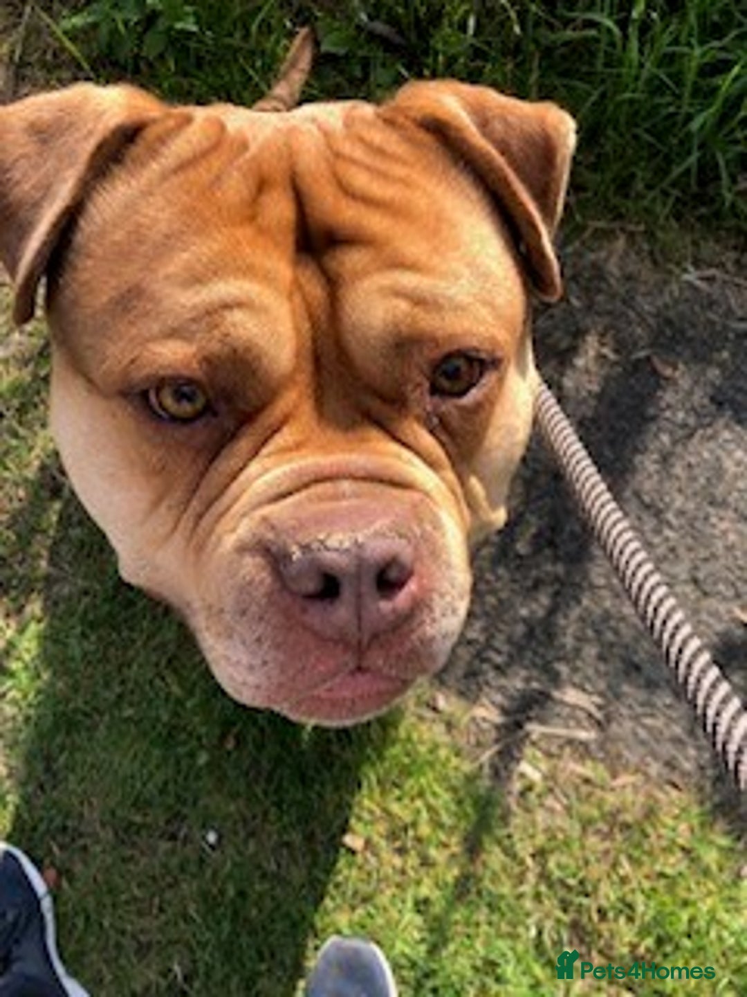Mixed Breed dogs for adoption: Bailey - Image 2