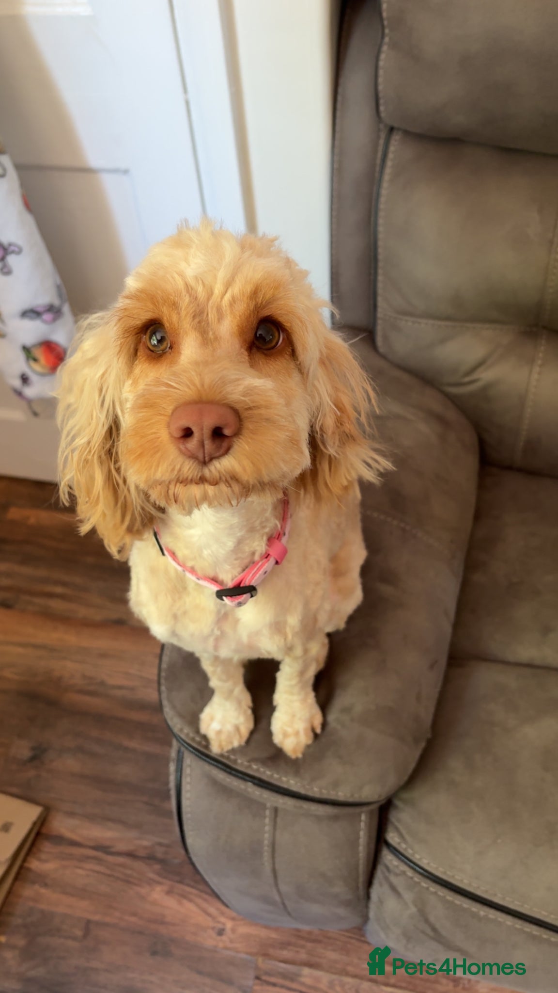 Cockapoo dogs Female cockapoo  - Advert 1