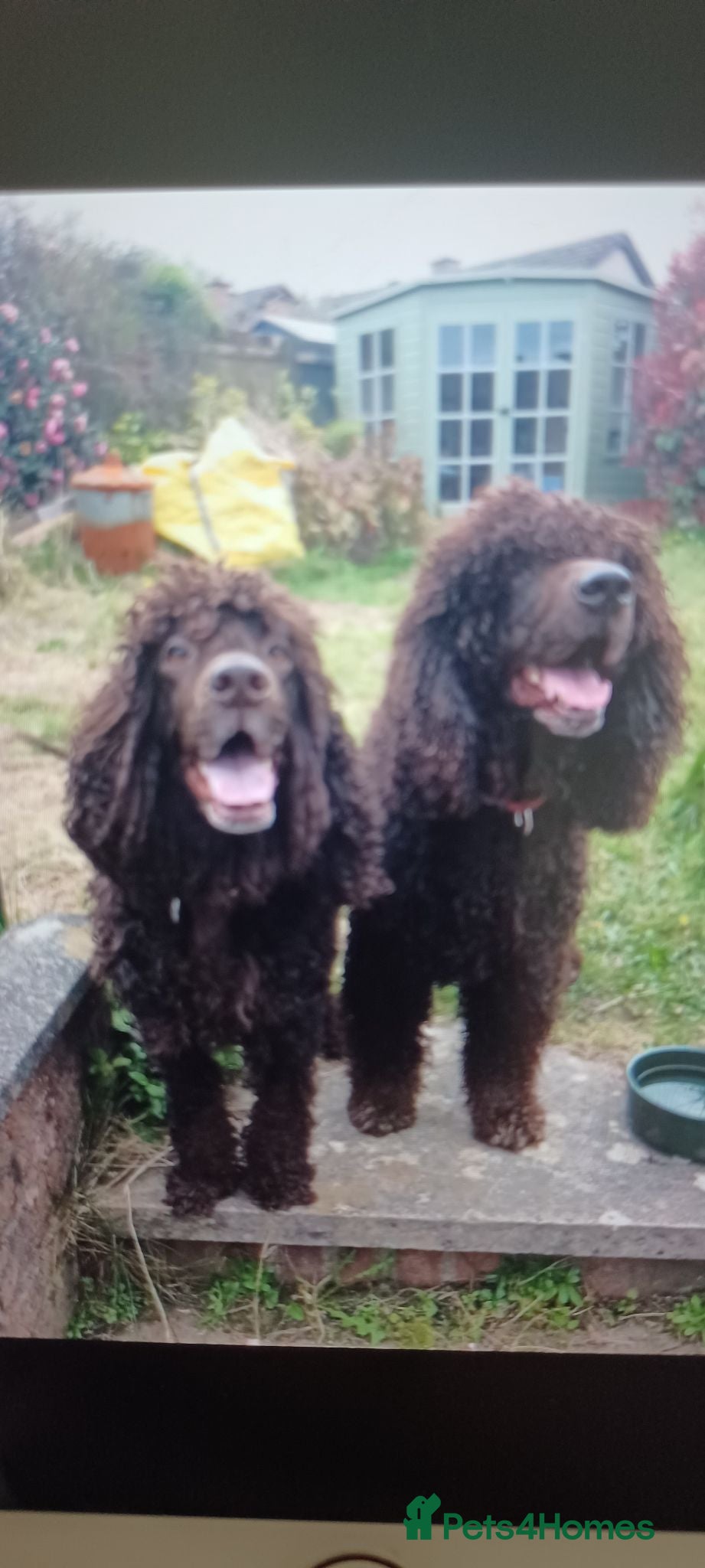 Irish Water Spaniel dogs KC Registered Irish Water Spaniel pups - Advert 4