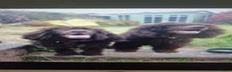 Irish Water Spaniel dogs for sale: KC Registered Irish Water Spaniel pups - Advert 1