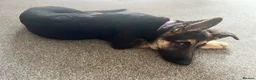 German Shepherd dogs for sale: Gentle young lady in Crook - Advert 7