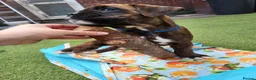 Boxer dogs for sale: Bobtail/tailed Boxer puppy - Advert 5