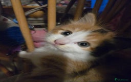 Mixed Breed cats for sale: Kittens - Image 7