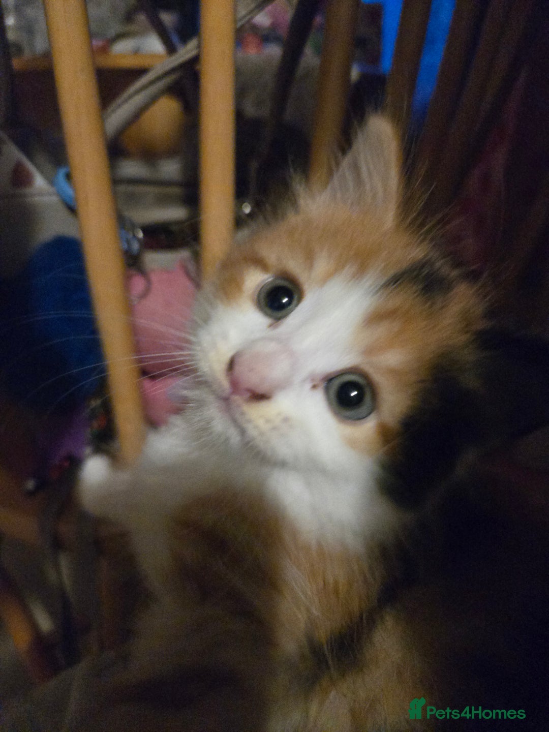 Mixed Breed cats for sale: Kittens - Image 7